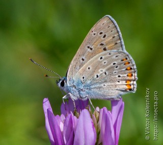 Lycaena alciphron