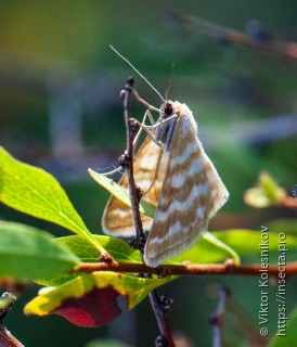 Idaea sericeata