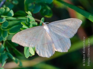 Rhodostrophia vibicaria