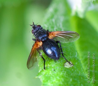 Zophomyia temula