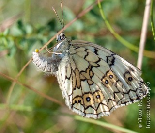 Melanargia russiae