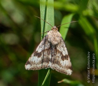 Heliothis