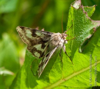 Heliothis