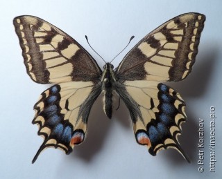 Papilio machaon