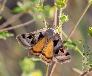 Euclidia triquetra