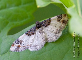 Catarhoe cuculata