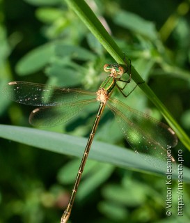 Lestes barbarus