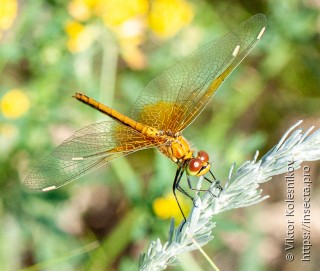 Sympetrum flaveolum