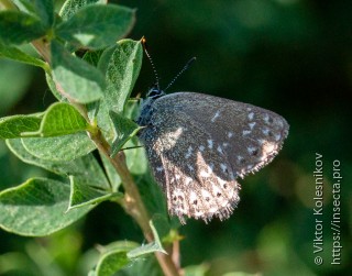 Neolycaena rhymnus