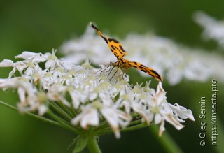 Polythrena coloraria