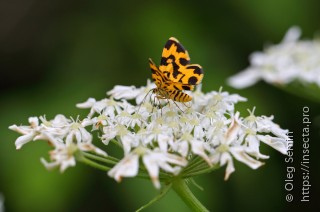 Polythrena coloraria