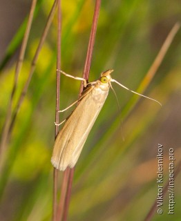 Selagia argyrella