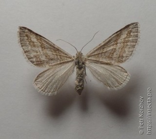 Lithostege coassata