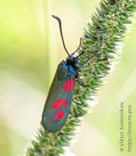 Zygaena viciae