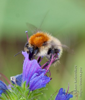 Bombus muscorum