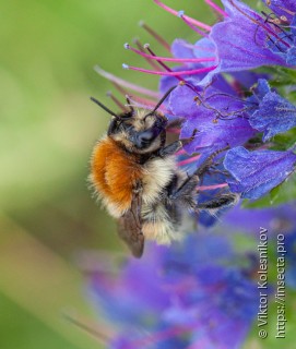 Bombus muscorum