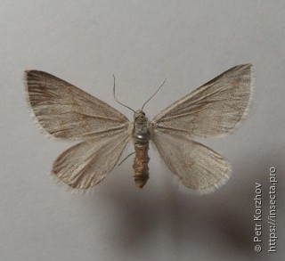 Lithostege griseata