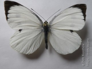 Pieris brassicae