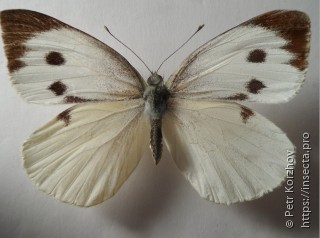 Pieris brassicae