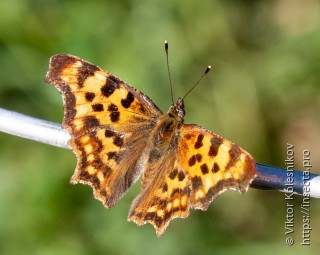 Polygonia c-album