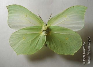 Gonepteryx rhamni