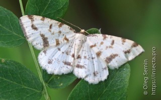 Geometridae