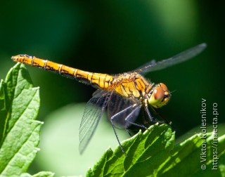 Sympetrum sanguineum