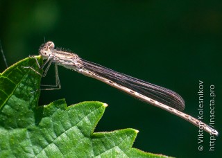 Sympecma paedisca