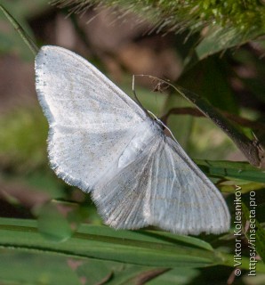 Scopula subpunctaria