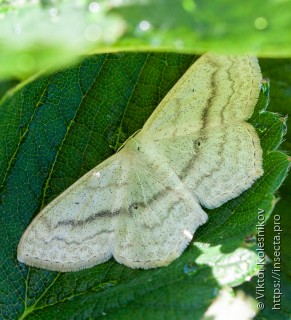 Scopula nigropunctata