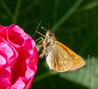 Ochlodes sylvanus