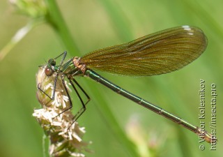 Calopteryx splendens