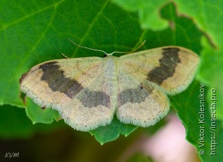 Idaea aversata