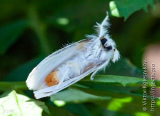 Euproctis similis