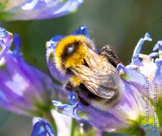 Bombus hortorum