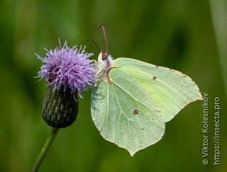 Celastrina argiolus