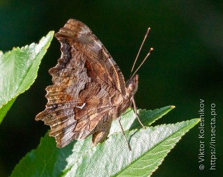 Polygonia interposita