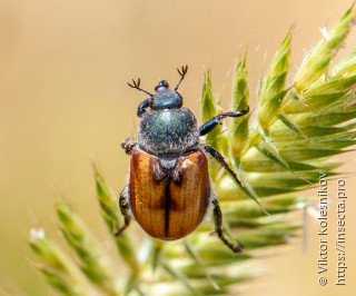 Anisoplia agricola