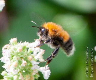 Bombus hypnorum