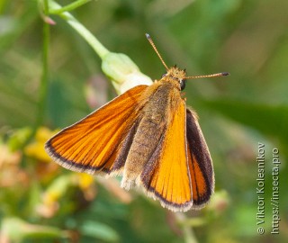 Thymelicus lineola