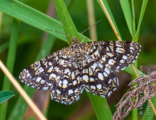 Chiasmia clathrata