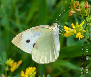 Pieris rapae