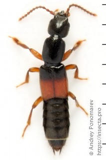 Lathrobium geminum