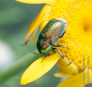 Cryptocephalus sericeus