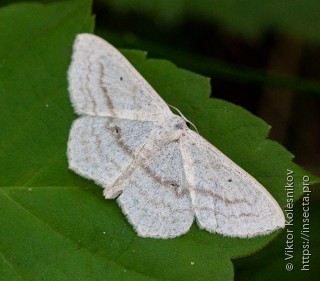 Scopula nigropunctata