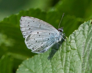 Celastrina argiolus