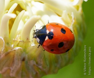 Coccinella septempunctata