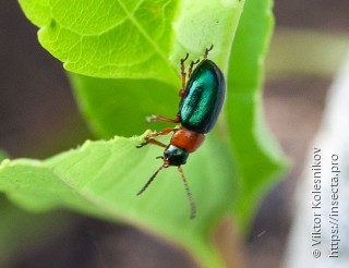 Gastrophysa polygoni