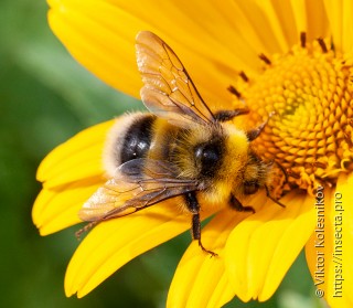 Bombus lucorum