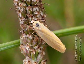 Eilema lutarella